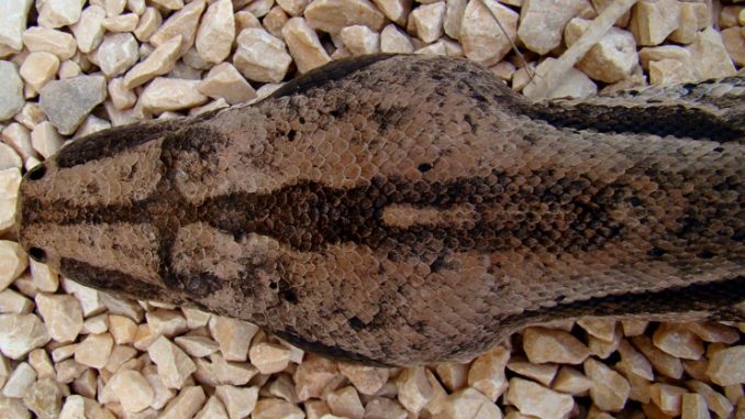 Boa-Constrictor-Imperator-Belize-Zoo