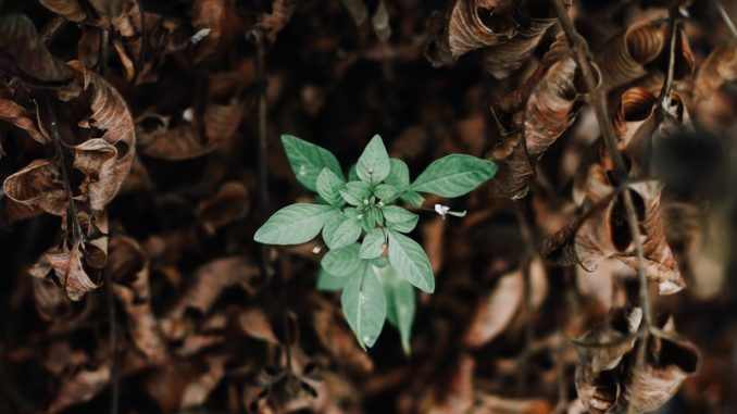 luke-carliff-182852-unsplash