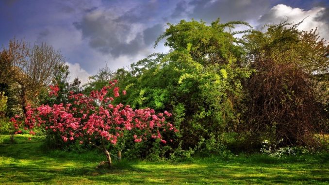 paradise-tree-2288069