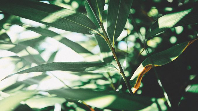 sam-austin-77663-unsplash