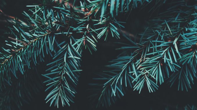 annie-spratt-176628-unsplash