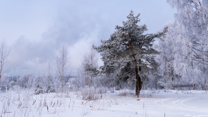 spruce-3543061
