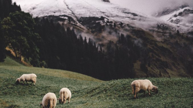 adrian-infernus-539192-unsplash