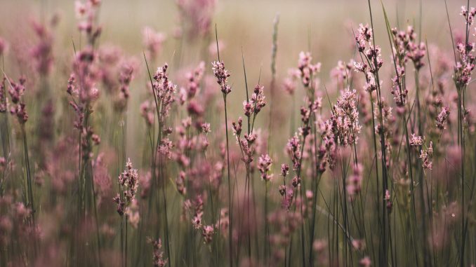 aaron-burden-687948-unsplash