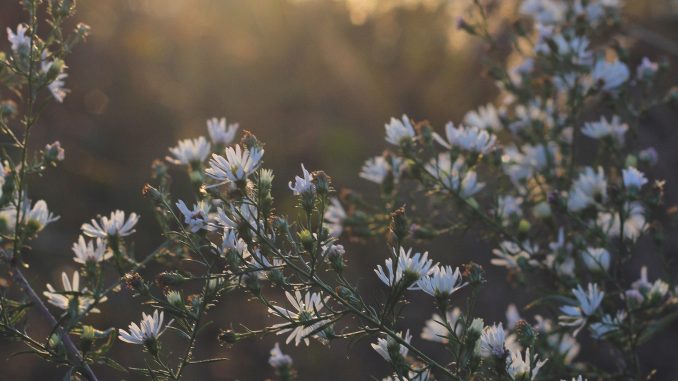 allison-wopata-9372-unsplash