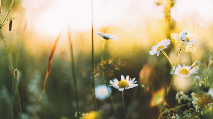 daiga-ellaby-354483-unsplash