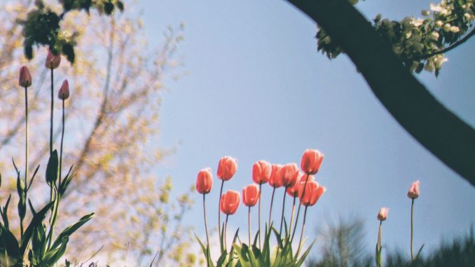 joshua-hoehne-652302-unsplash