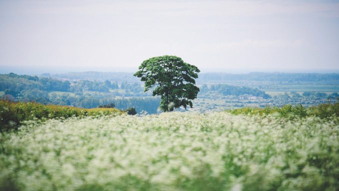 luke-richardson-1150476-unsplash