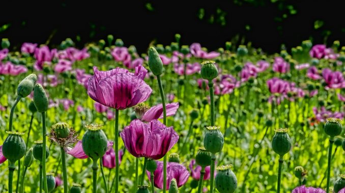poppy-flower-3432093