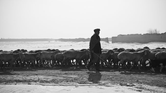 shepherd-60657