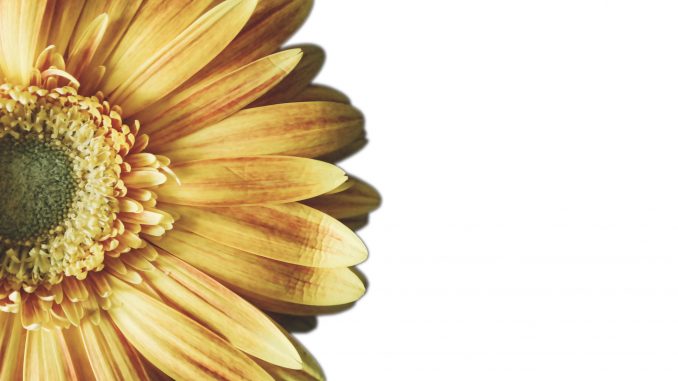 FF201909-blume