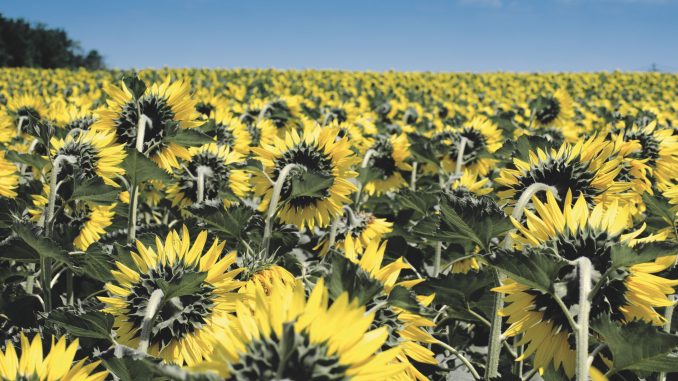 FF201909-sunflower-175821