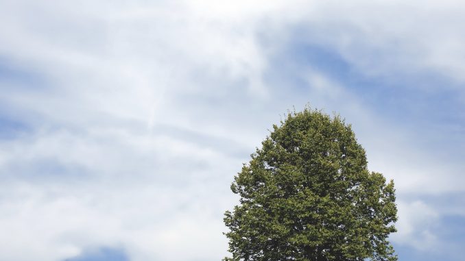 FF201909-tree-106096